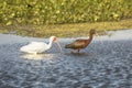 Ibises wading and feeding in a swamp in Christmas, Florida. Royalty Free Stock Photo