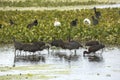Ibises wading and feeding in a swamp in Christmas, Florida. Royalty Free Stock Photo