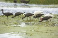 Ibises wading and feeding in a swamp in Christmas, Florida. Royalty Free Stock Photo