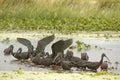 Ibises wading and feeding in a swamp in Christmas, Florida. Royalty Free Stock Photo