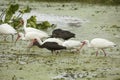 Ibises wading and feeding in a swamp in Christmas, Florida. Royalty Free Stock Photo