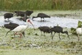 Ibises wading and feeding in a swamp in Christmas, Florida. Royalty Free Stock Photo