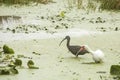 Ibises wading among water plants at Orlando Wetlands Park. Royalty Free Stock Photo