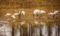 Ibises and Wood Storks Having Breakfast Together Royalty Free Stock Photo