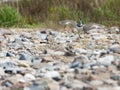 Ibissnavel, Ibisbill, Ibidorhyncha struthersii Royalty Free Stock Photo
