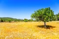 Ibiza agriculture with fig tree and wheat Royalty Free Stock Photo