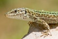 Ibiza Formentera Lizard Royalty Free Stock Photo