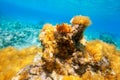 Ibiza Formentera underwater anemone seascape Royalty Free Stock Photo