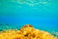 Ibiza Formentera underwater anemone seascape Royalty Free Stock Photo