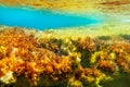 Ibiza Formentera underwater anemone seascape Royalty Free Stock Photo