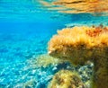 Ibiza Formentera underwater anemone seascape Royalty Free Stock Photo
