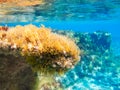 Ibiza Formentera underwater anemone seascape