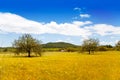 Ibiza island golden wheat fields of mediterranean Royalty Free Stock Photo