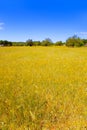 Ibiza island golden wheat fields of mediterranean Royalty Free Stock Photo