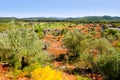 Ibiza island landscape with agriculture fields Royalty Free Stock Photo