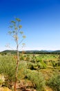 Ibiza island landscape with agriculture fields Royalty Free Stock Photo