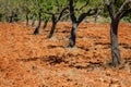 Ibiza island landscape with agriculture fields on red clay soil Royalty Free Stock Photo