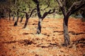 Ibiza island landscape with agriculture fields on red clay soil Royalty Free Stock Photo