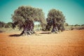 Ibiza island landscape with agriculture fields on red clay soil Royalty Free Stock Photo