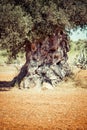 Ibiza island landscape with agriculture fields on red clay soil Royalty Free Stock Photo