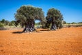 Ibiza island landscape with agriculture fields on red clay soil Royalty Free Stock Photo