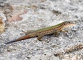 Ibiza Lizard Royalty Free Stock Photo