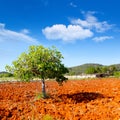 Ibiza mediterranean agriculture with fig tree Royalty Free Stock Photo