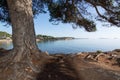 Ibiza natural landscape pine tree