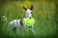 Ibizan Hound dog Royalty Free Stock Photo