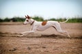 Ibizan Hound dog