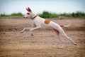 Ibizan Hound dog Royalty Free Stock Photo