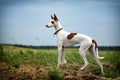 Ibizan Hound dog Royalty Free Stock Photo