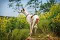 Ibizan Hound dog Royalty Free Stock Photo
