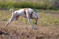 Ibizan Hound dog