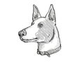 Ibizan Hound Dog Breed Cartoon Retro Drawing