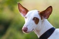 Ibizan Hound dog head Royalty Free Stock Photo