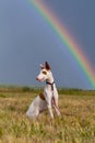 Ibizan hound dog with rainbow Royalty Free Stock Photo