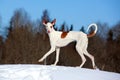 Ibizan Hound dog Royalty Free Stock Photo