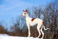 Ibizan Hound dog Royalty Free Stock Photo