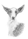 Ibizan hound podenco traditionally drawn with graphite pencil, isolated on white background