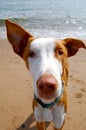 Ibizan hound staring Royalty Free Stock Photo