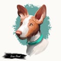 Ibizan Hound, Ibizan Warren Hound dog digital art illustration isolated on white background. Ibiza origin hound hunting dog. Pet