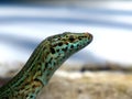 Ibizan Lizard Royalty Free Stock Photo