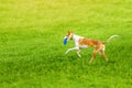 Ibizan podenco ibicenco Hound dog playing frisbee Royalty Free Stock Photo