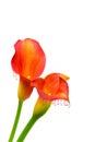 Pair of vibrant red orange calla lily flowers with dripping effect on white background Royalty Free Stock Photo