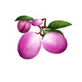 Icaco fruit isolated. Chrysobalanus icaco, cocoplum, Paradise Plum. Fruit of coastal form. Botanic concept digital art