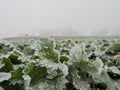 Ice accretion on rapeseed.