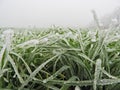 Ice accretion on winter wheat leaves in winter.