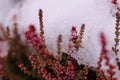 Ice background with flowers of heather