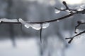 Ice on the bare tree branch outdoors. Subfreezing temperature in wintertime Royalty Free Stock Photo